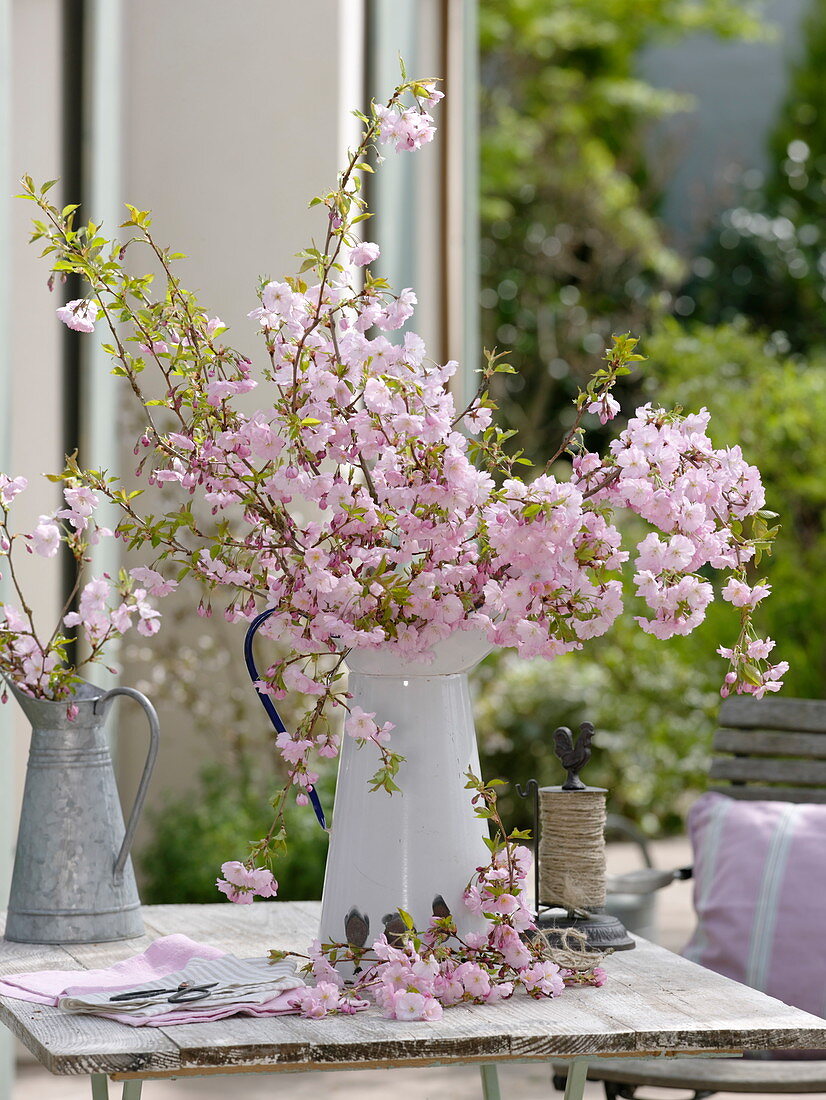 Prunus sargentii 'Accolade' branches in tin can