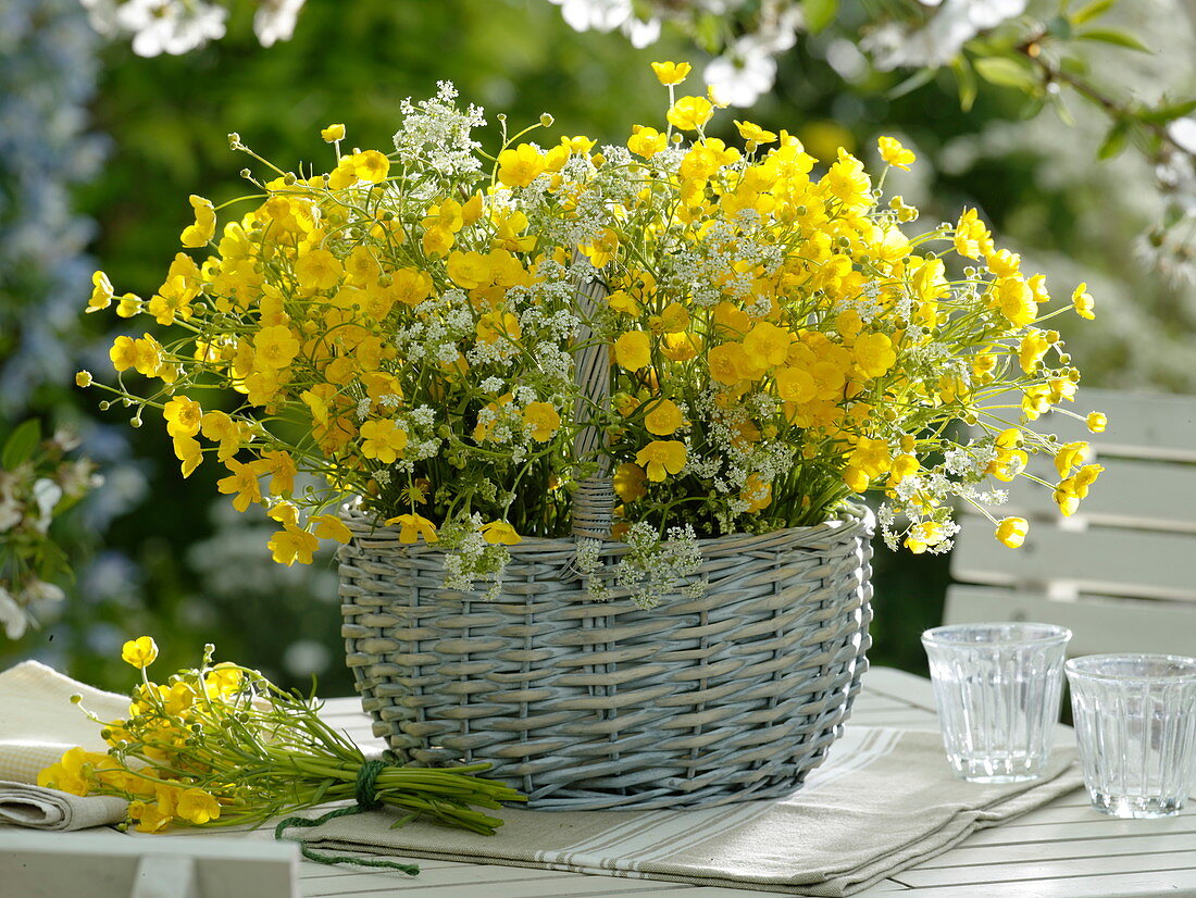 Meadow bunch of Ranunculus acer (buttercups, buttercups) and Anthriscus