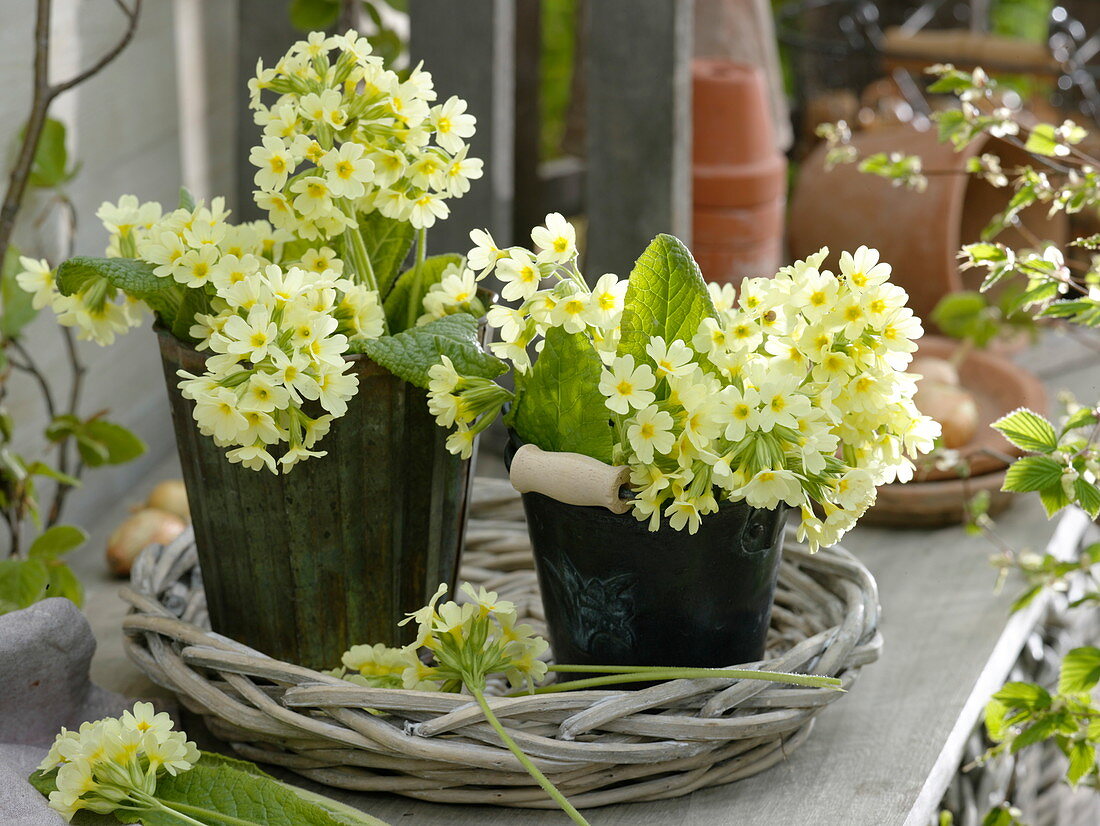 Primula elatior (Hohe Schlüsselblumen) in Blechtöpfen auf Korbschale