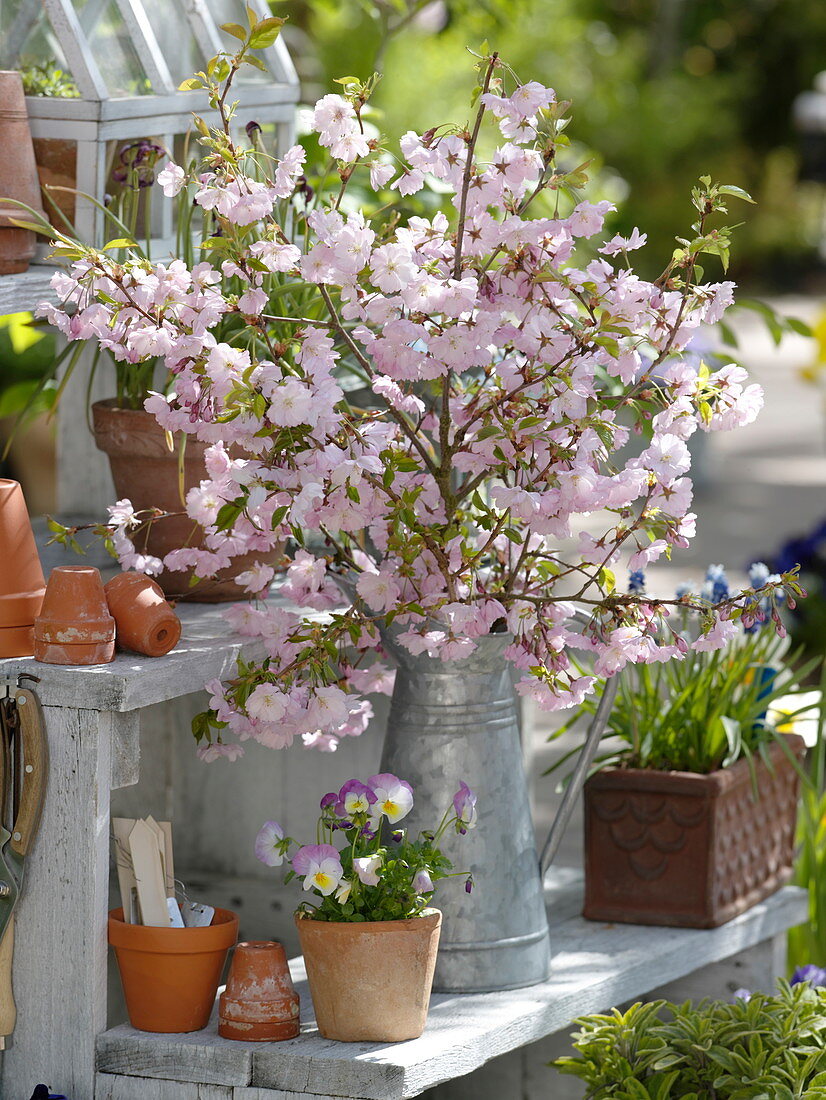 Bouquet of Prunus 'Accolade' branches in zinc can