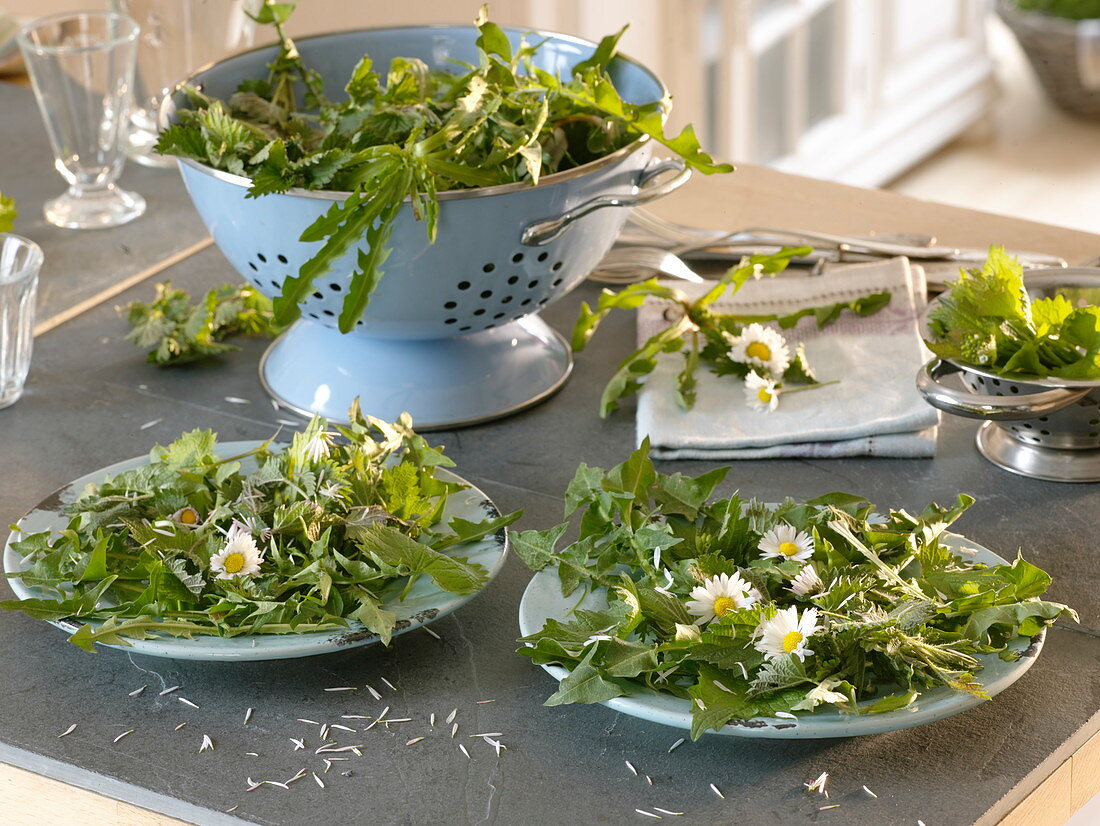 Salad with wild herbs: Bellis (daisy), Taraxacum (dandelion)