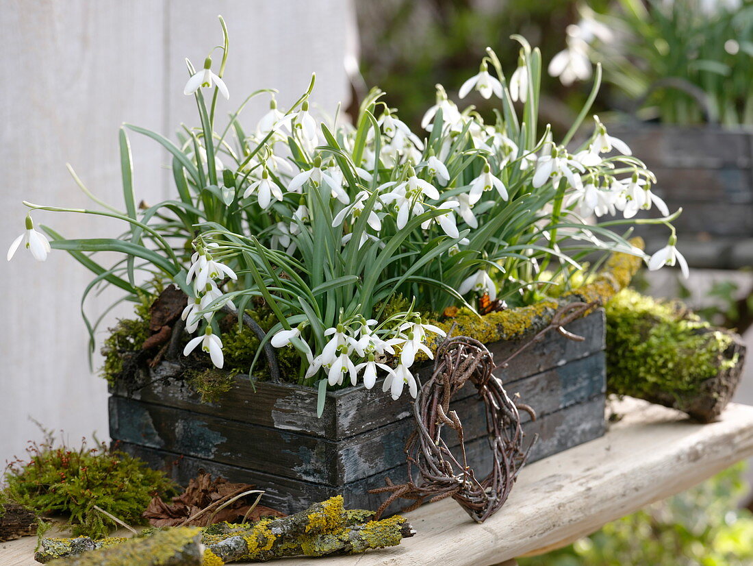 Galanthus (Schneeglöckchen) mit Moos im Holzkasten