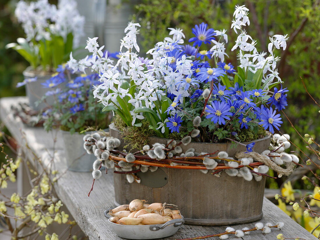 Anemone blanda (ray anemone), Scilla mischtschenkoana