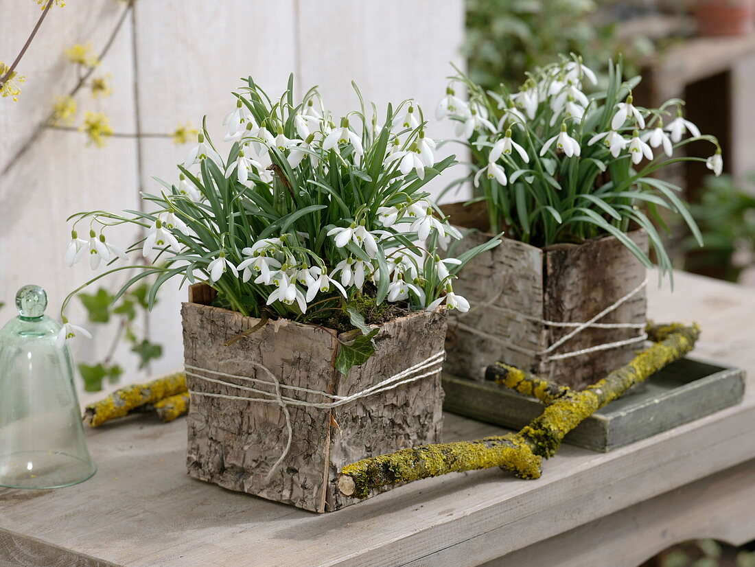 Galanthus (Schneeglöckchen) in Birkenrindentopf