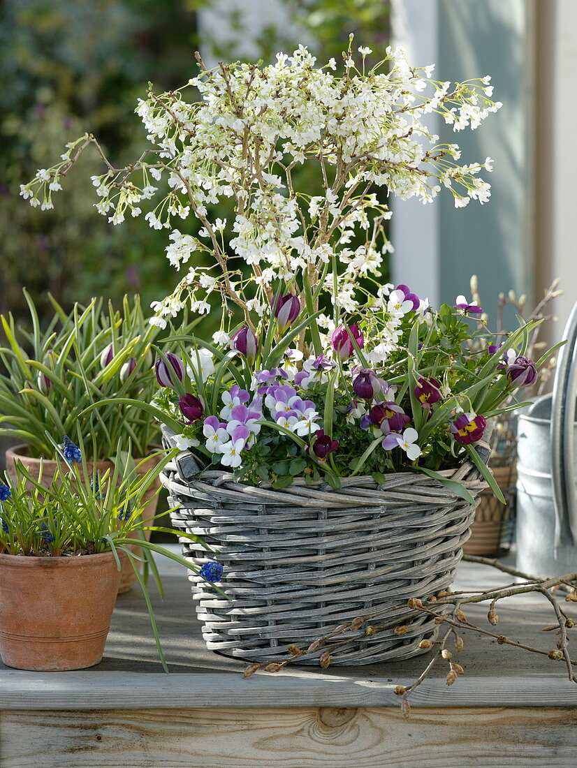 Prunus incisa 'Kojou-No-Mai' (ornamental cherry) with viola cornuta