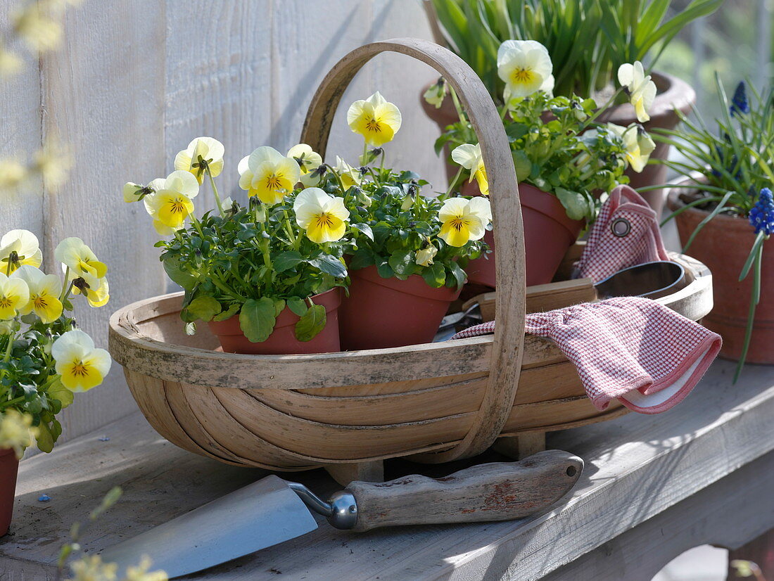 Basket with Viola cornuta 'Beacon Yellow' (horned violet)