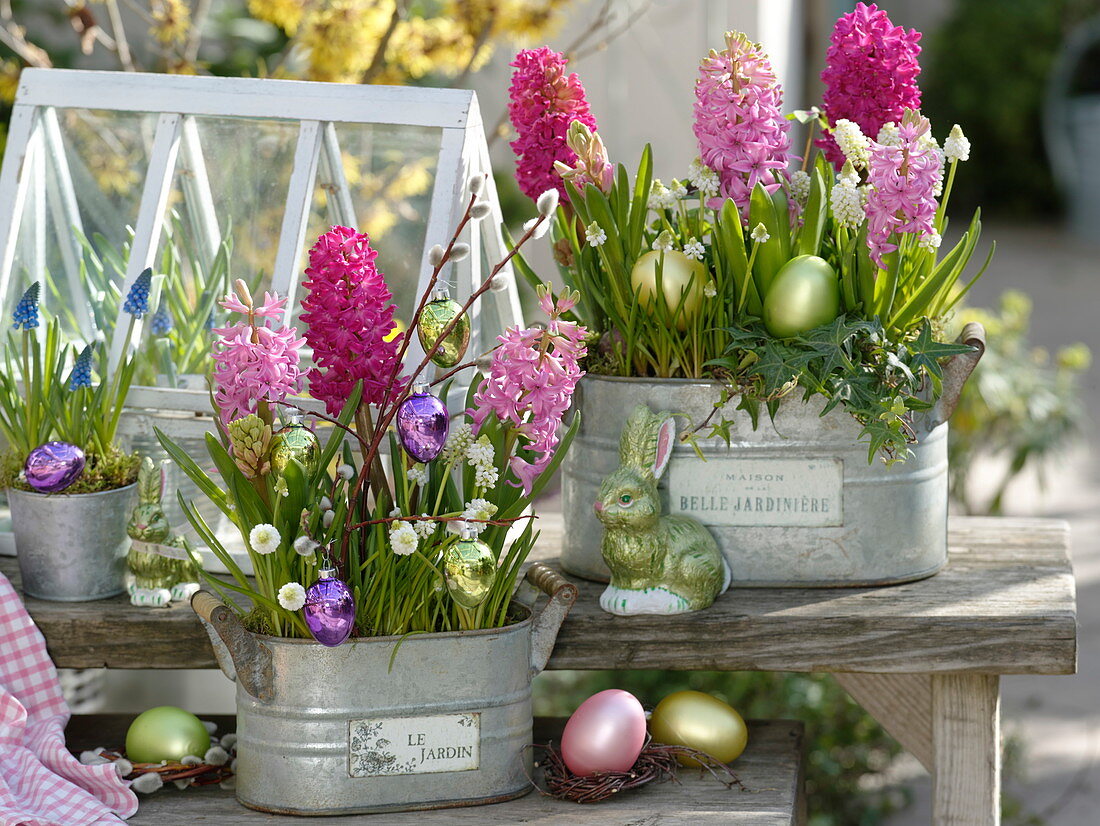 Hyacinthus (Hyazinthen), Muscari 'White Magic' 'Big Smile'