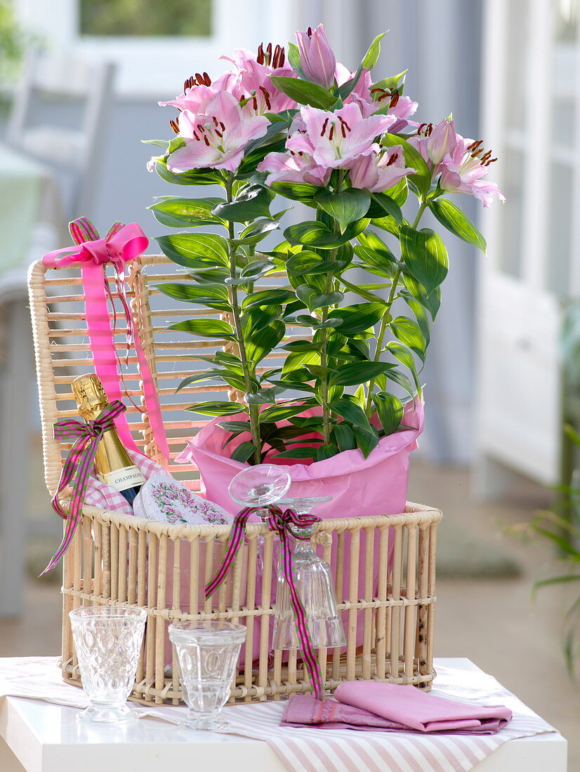Lilium asiaticum 'Souvenir' (Lilien) in Rosa Papier als Geschenk