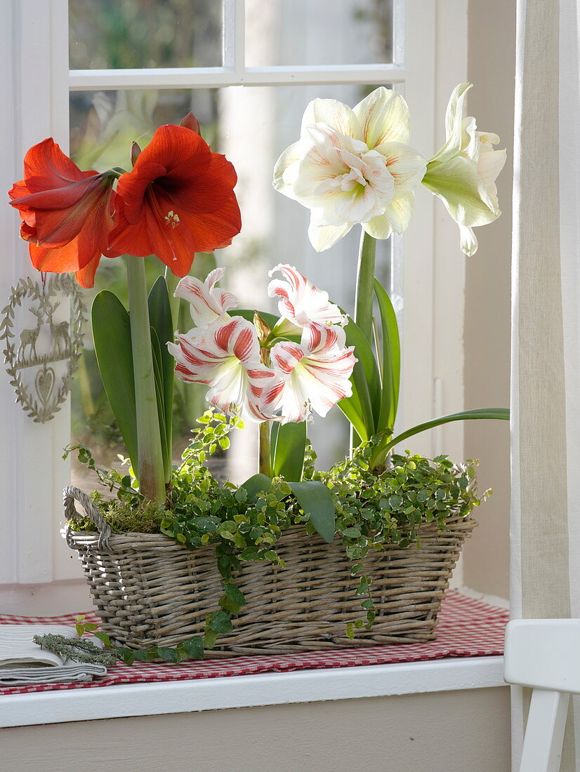 Fenster mit Hippeastrum 'Red Lion', 'Flaming Striped', 'Nymph' gefüllt