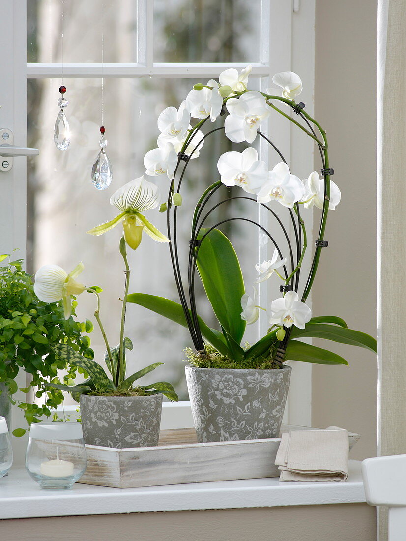 Orchideenfenster mit Phalaenopsis 'Rainbow White', Paphiopedilum 'Maudiae'