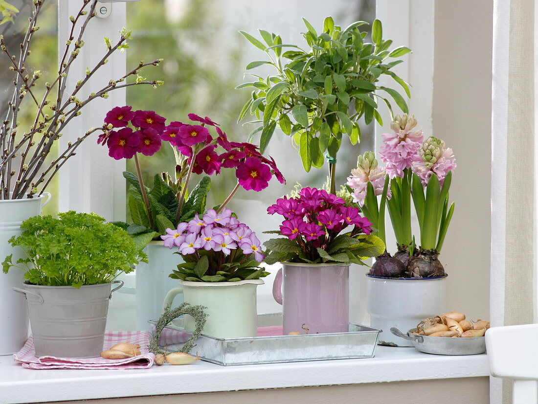 Window with Primula elatior (Tall Primula) and 'Wanda' (Carpet Primula)