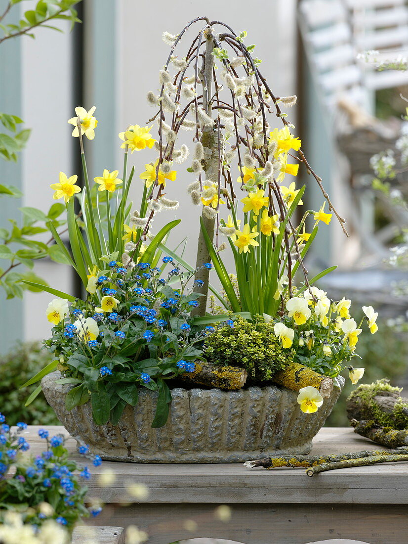 Rustic bowl with Salix 'Kilmarnock' (catkin willow), Narcissus