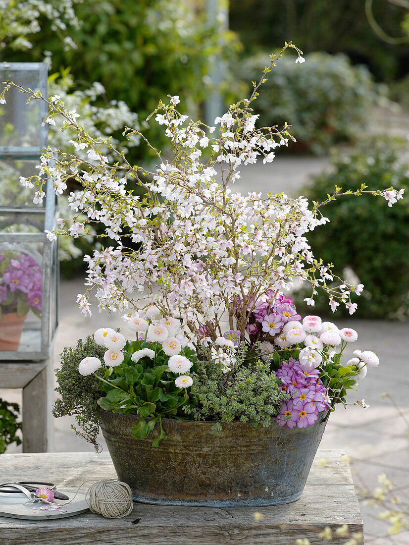 Prunus incisa 'Kojou-no-mai' (Zierkirsche), Bellis (Tausendschön)