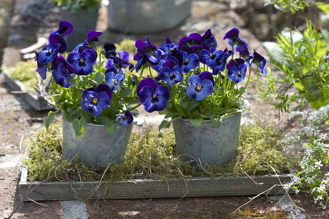 Viola Cornuta Callisto 'Denim' (Horned violet) in zinc pots