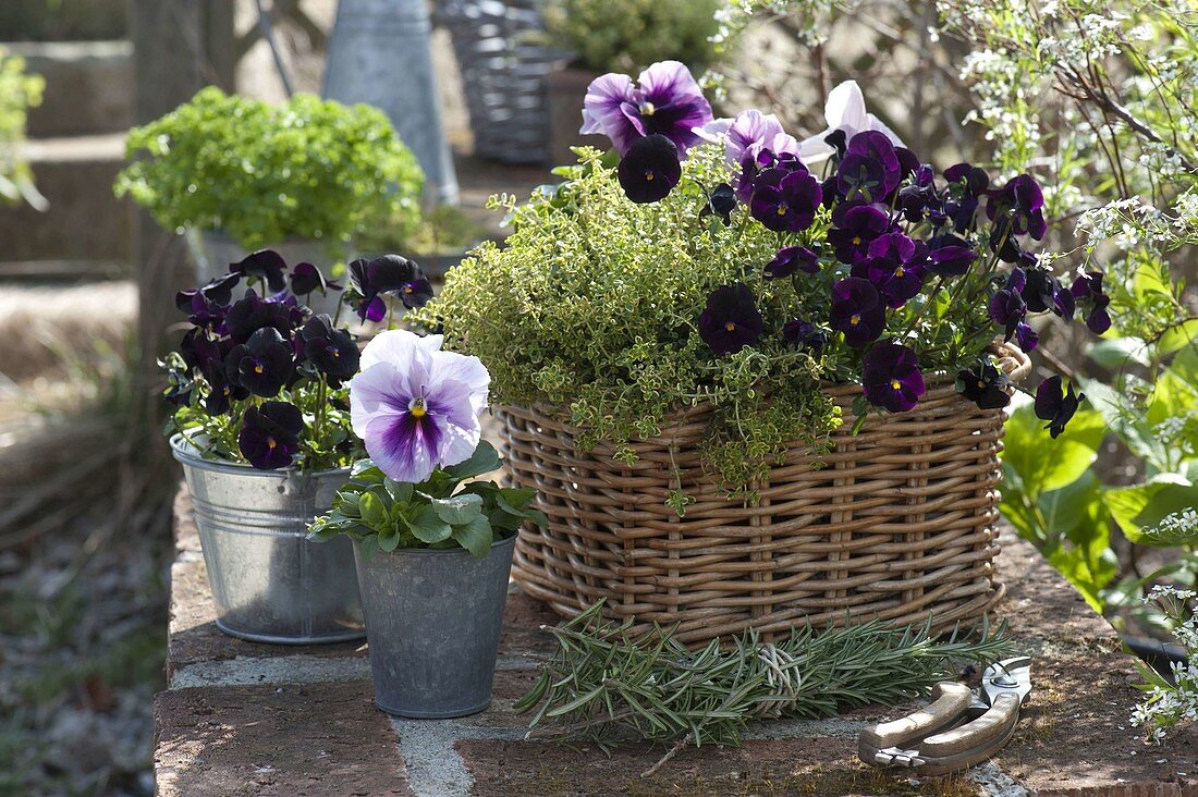 Herbs and edible flowers: Viola cornuta (horned violet), lemon thyme