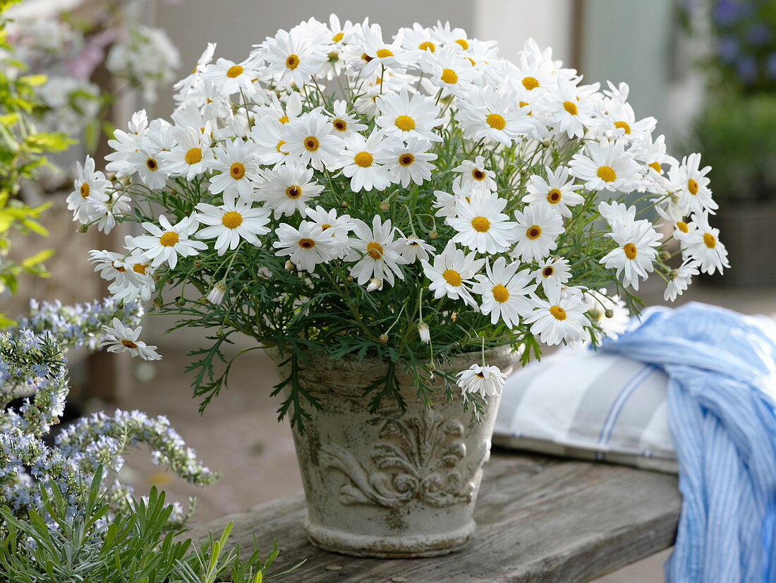 Agryanthemum frutescens 'Elsa' (boston daisy)