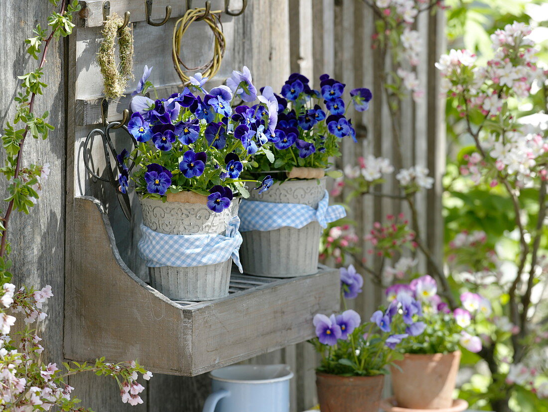 Viola cornuta Callisto 'denim' (horn violet) in metal pots