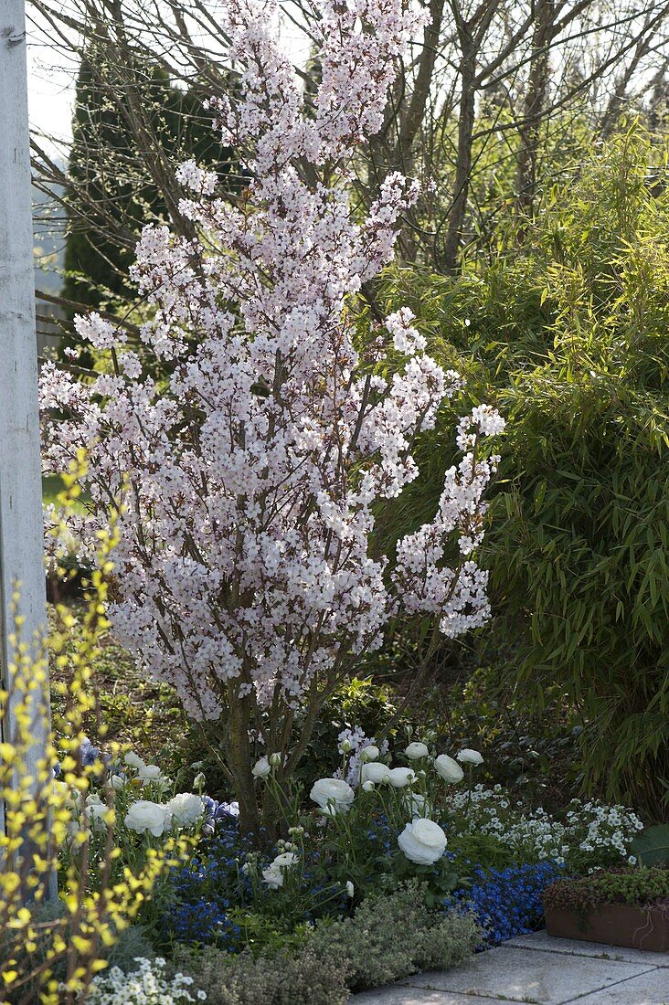 Prunus cerasifera \'Trailblazer\' (Essbare … – Bild kaufen – 12172158 ❘  Gartenbildagentur Friedrich Strauss