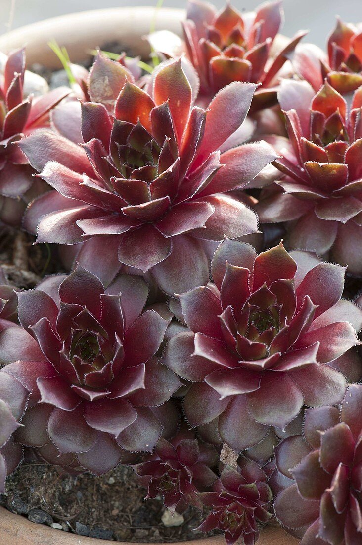 Sempervivum Hybride 'Firebird' (houseleek)