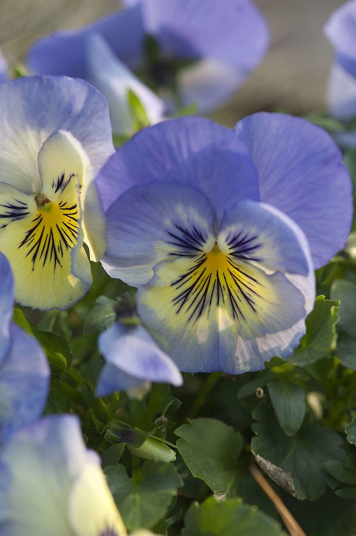 Viola Wittrockiana 'Ultima Morpho' (Stiefmütterchen)