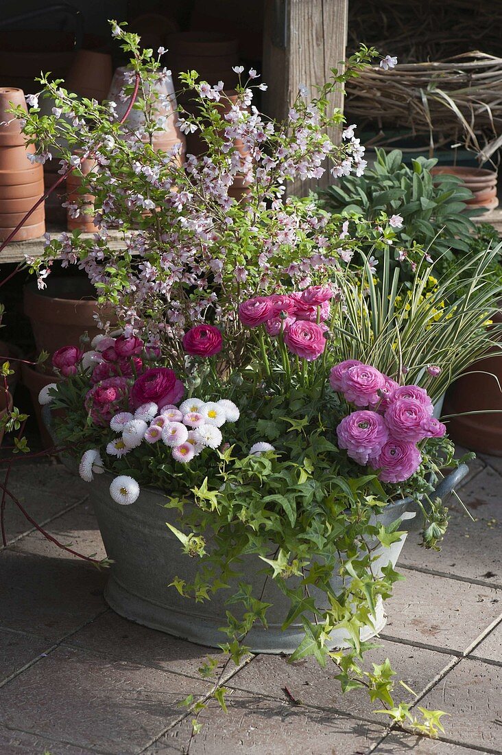 Zinc tub with ranunculus, Prunus incisa (ornamental cherry)