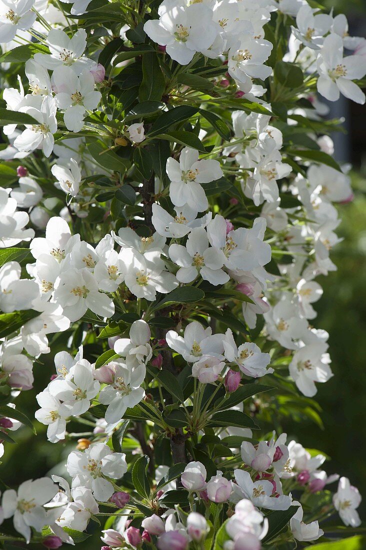 Malus 'Red Jade' (Hanging ornamental apple)