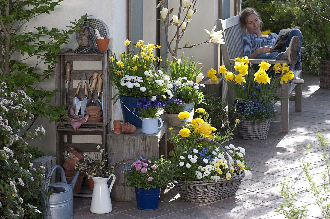 Spring terrace with Magnolia denudata 'Golden Dream'