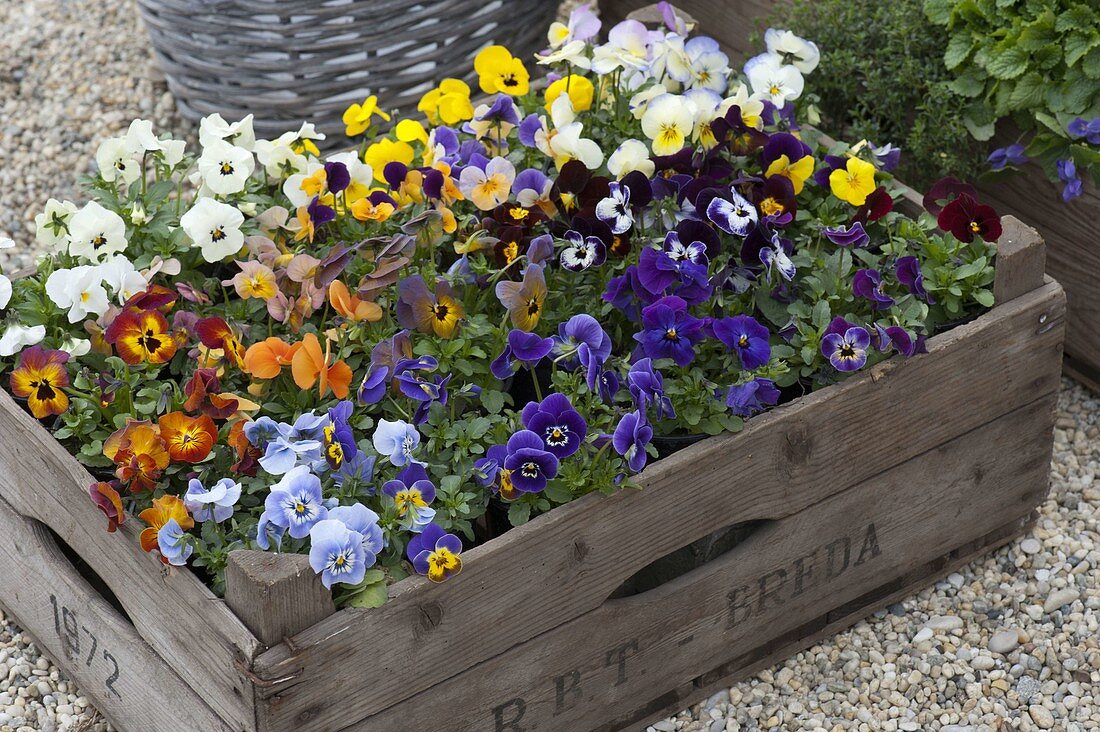 Wooden box with Viola cornuta (horned violet) in different colours