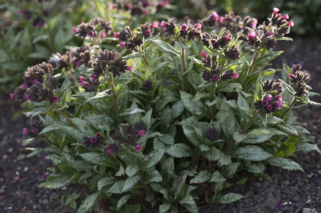 Pulmonaria 'Silver Bouquet' (Lungwort)