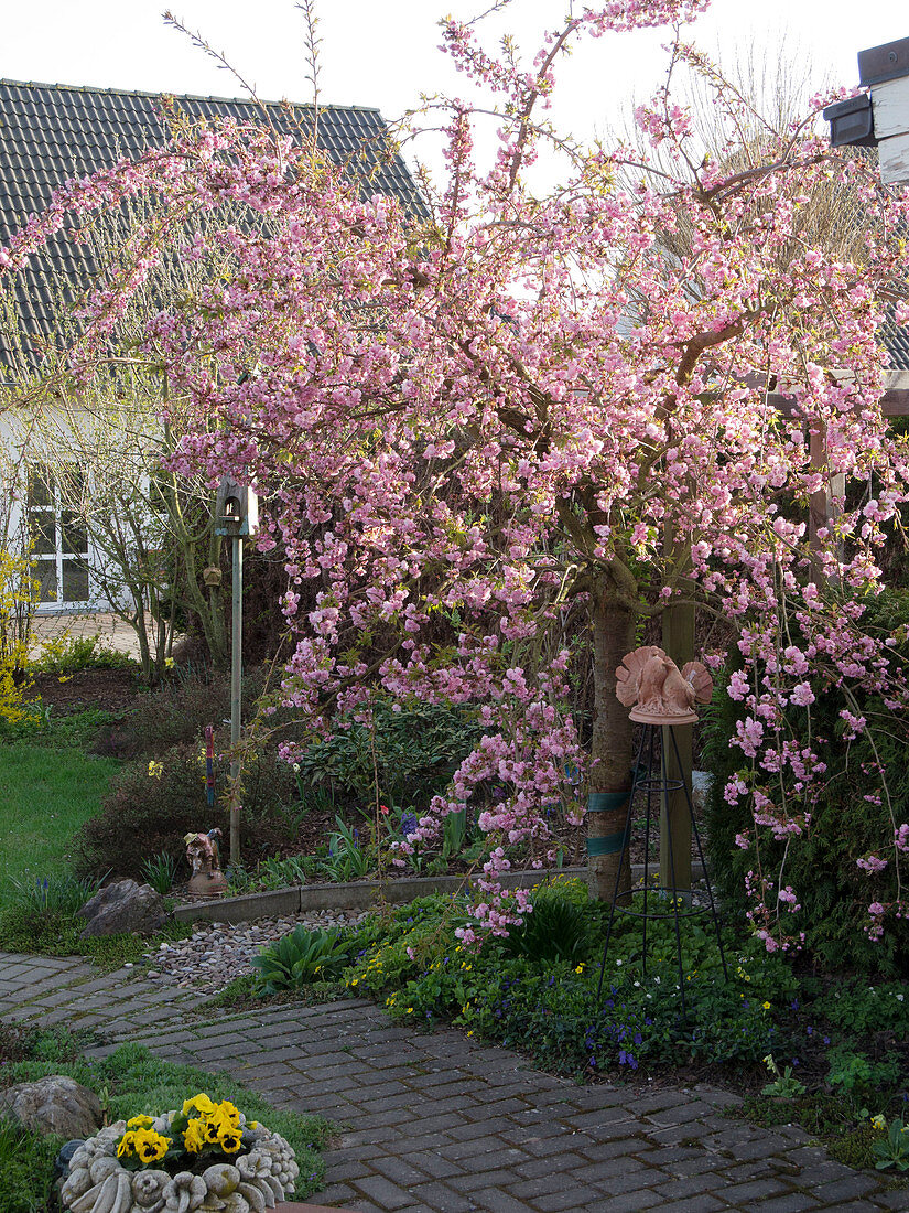 Prunus serrulata 'Kiku-Shidare-Zakura' (Hanging clove cherry)