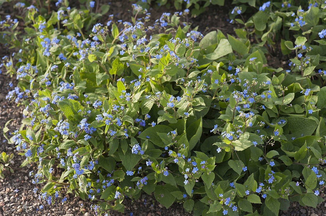 Omphalodes verna (Frühlings-Gedenkemein)