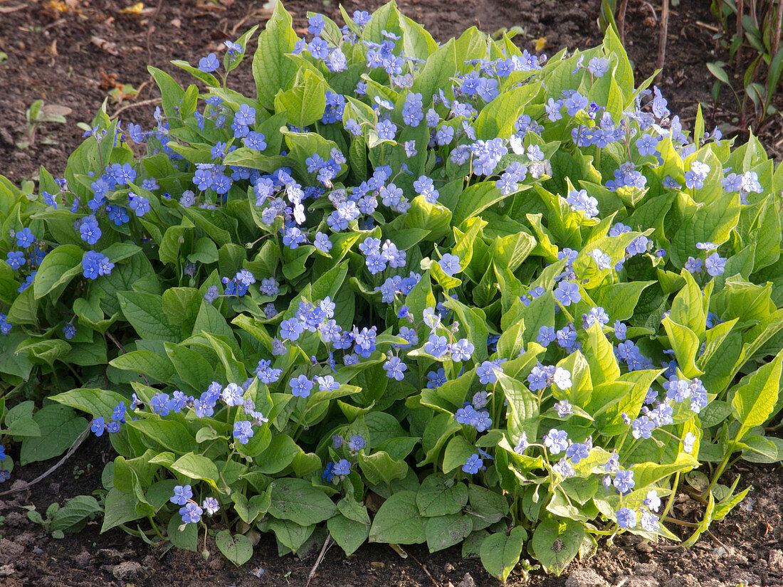 Omphalodes verna (Spring memorial)