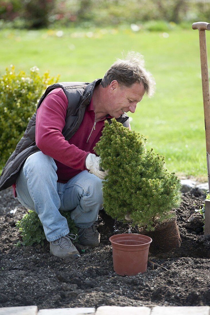 Mann pflanzt Picea glauca 'Conica' (Zuckerhut-Fichte)