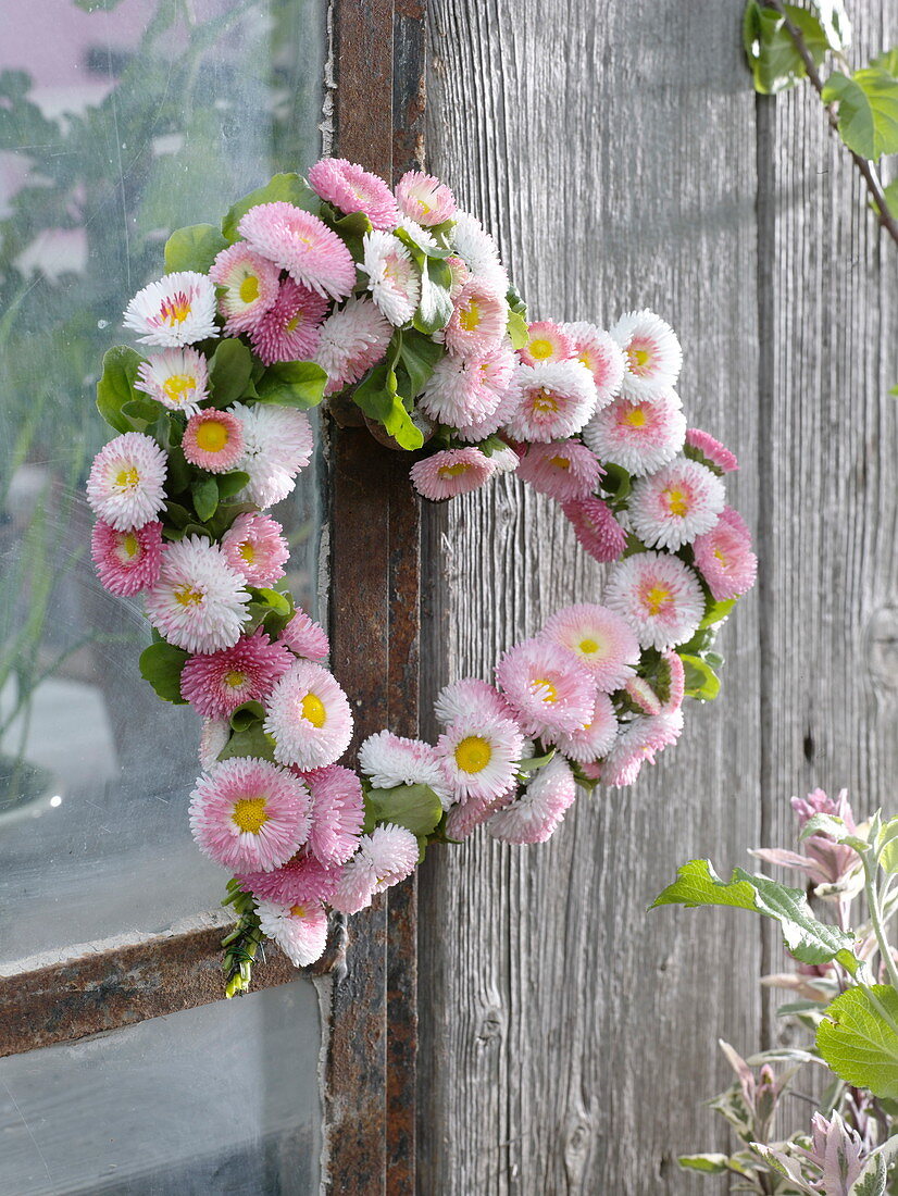 Heart of Bellis (early splendor amaranthus)