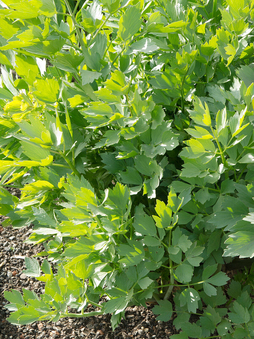 Levisticum officinale (Liebstöckel, Maggikraut)