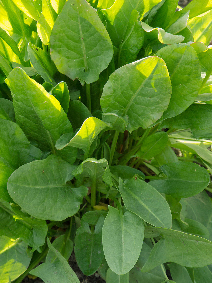 Sorrel (Rumex acetosa)