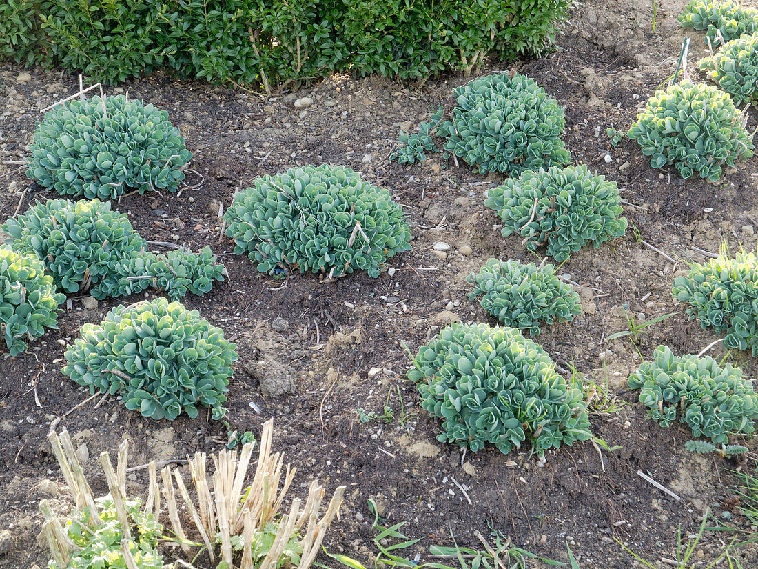 Freshly sprouted Sedum telephium (stonecrop) in spring