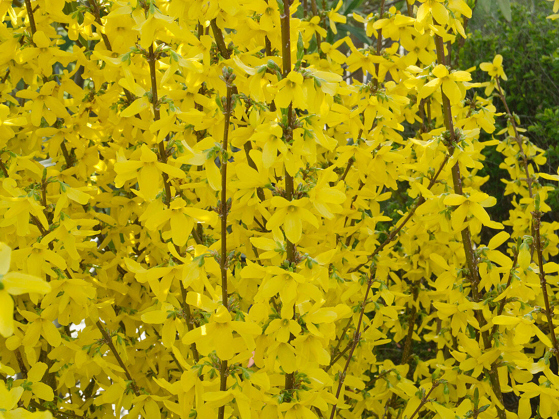 Forythia intermedia 'Lynwood Gold' (Goldbells)