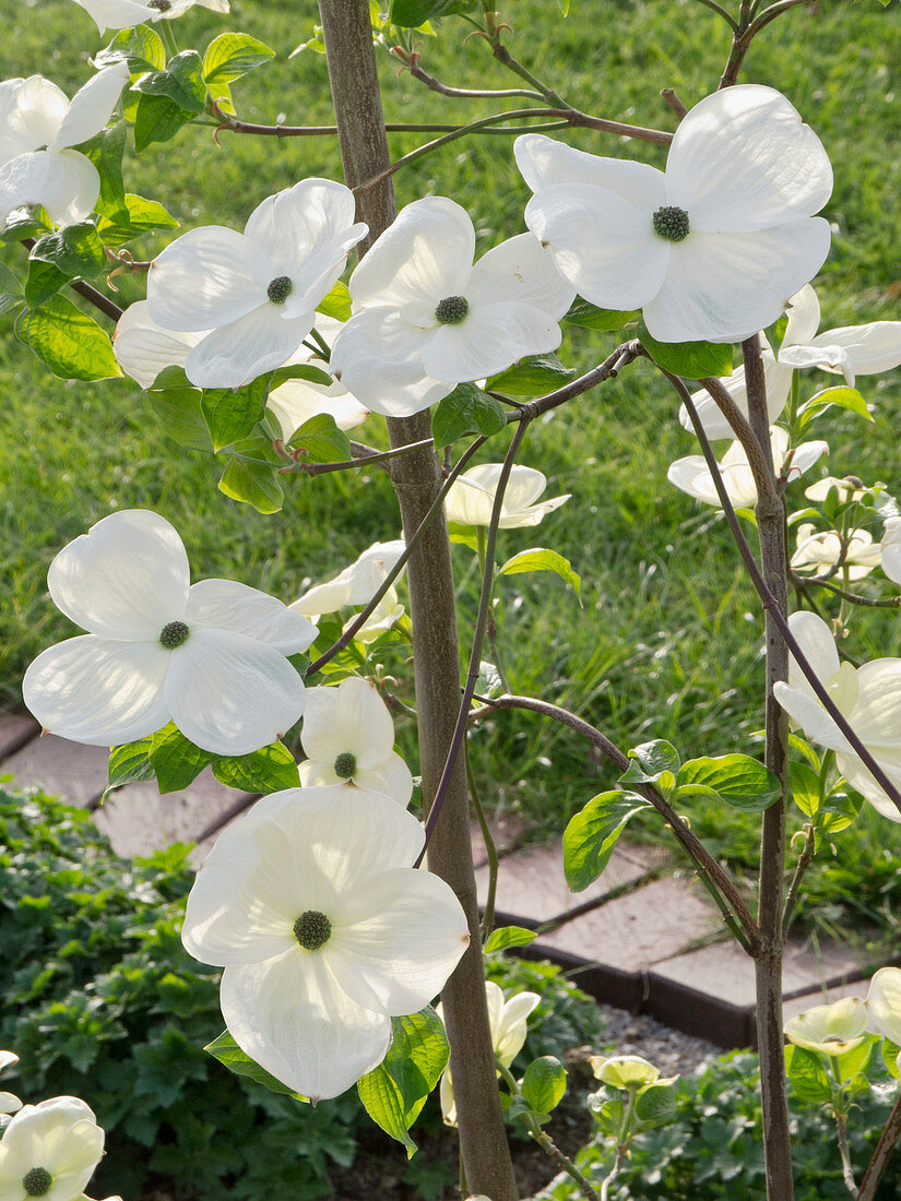 Cornus nuttallii (Nutalls Blumen-Hartriegel)