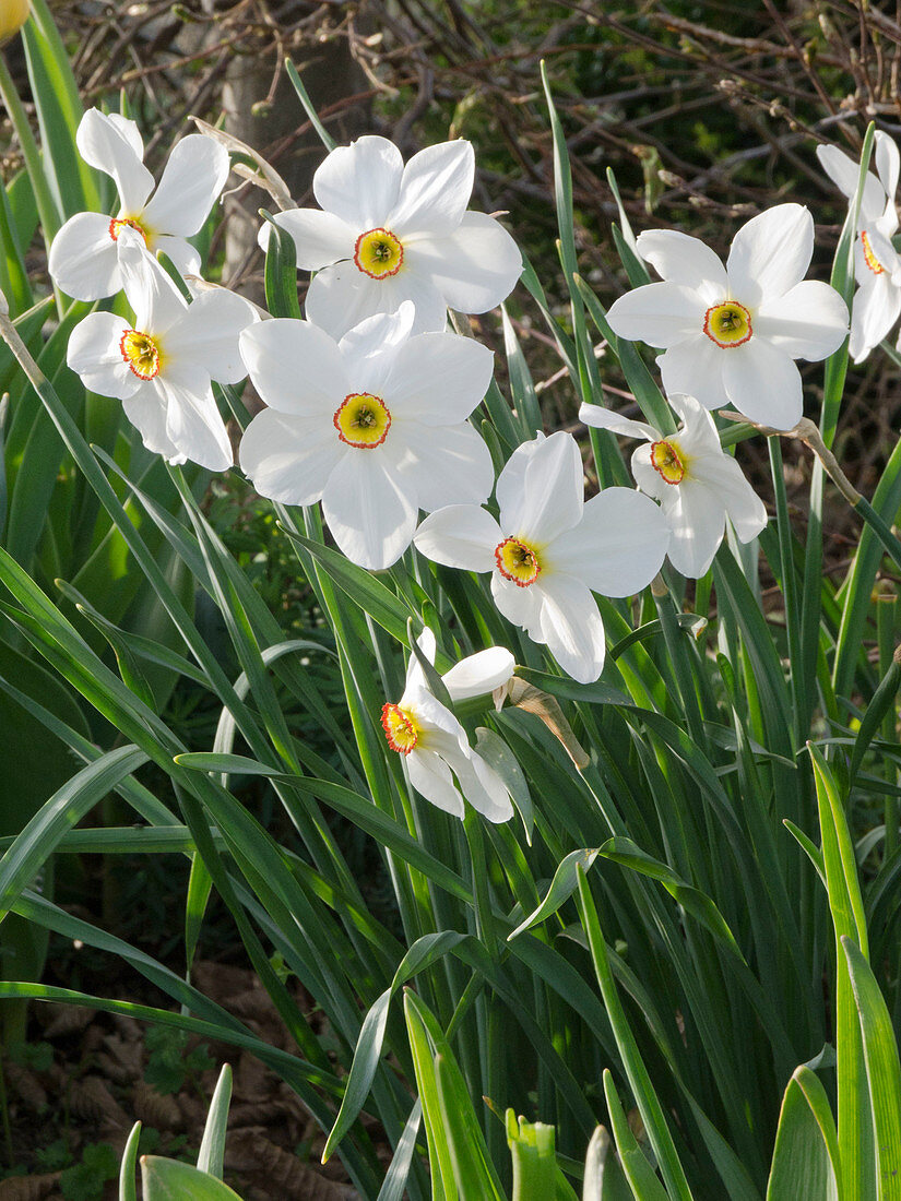 Narcissus poeticus (poet's daffodil)