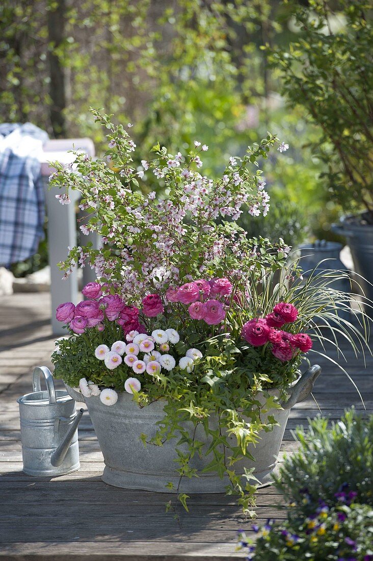 Prunus incisa 'Kojou-no-mai' (Japanische Zierkirsche), Ranunculus