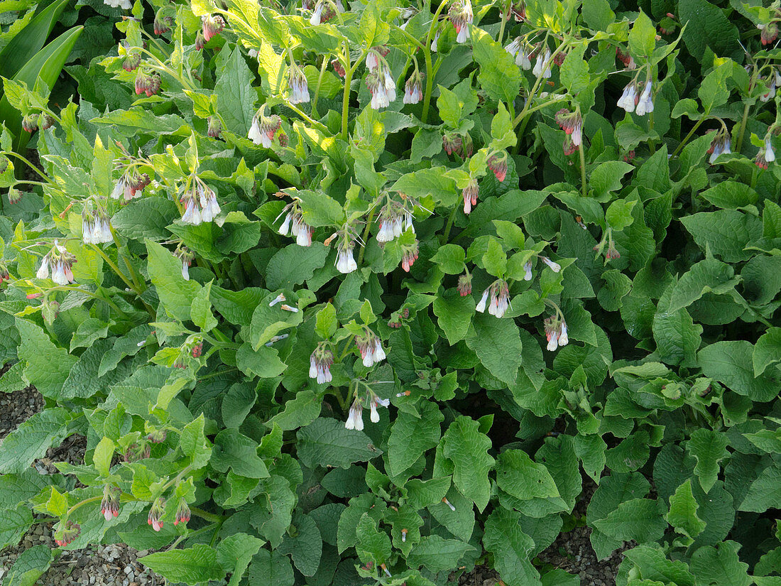 Symphytum grandiflorum 'Hidcote Blue' (Garden comfrey)