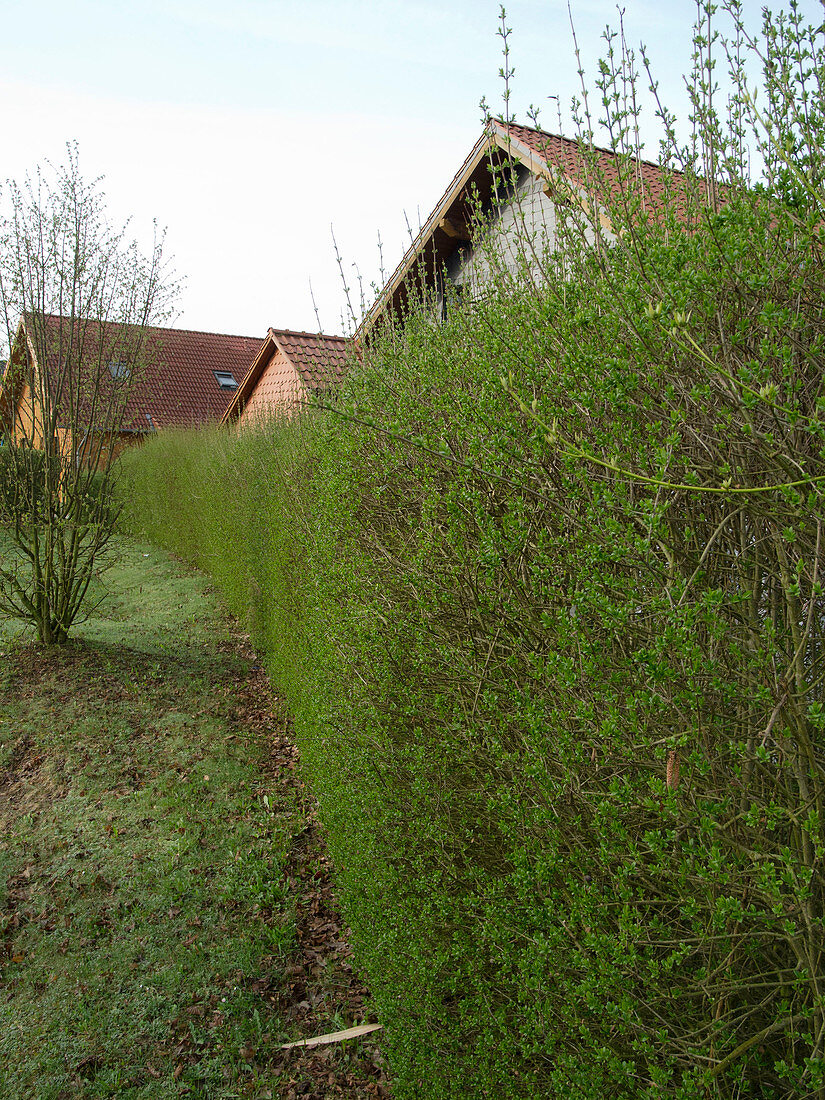 Ligustrum vulgare (privet) hedge resprouts in spring