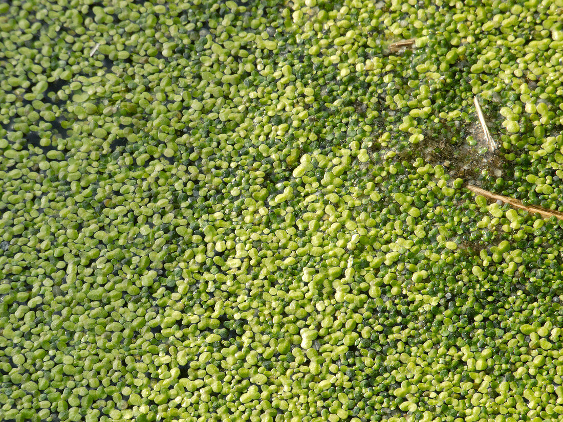 Lemna minor (duckweed) in the pond