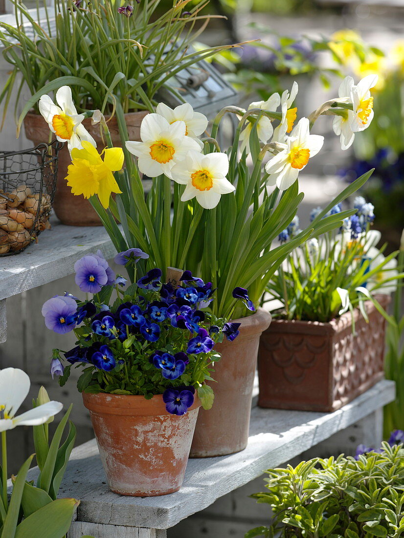 Narcissus (Narzissen), Viola cornuta (Hornveilchen) und Viola wittrockiana