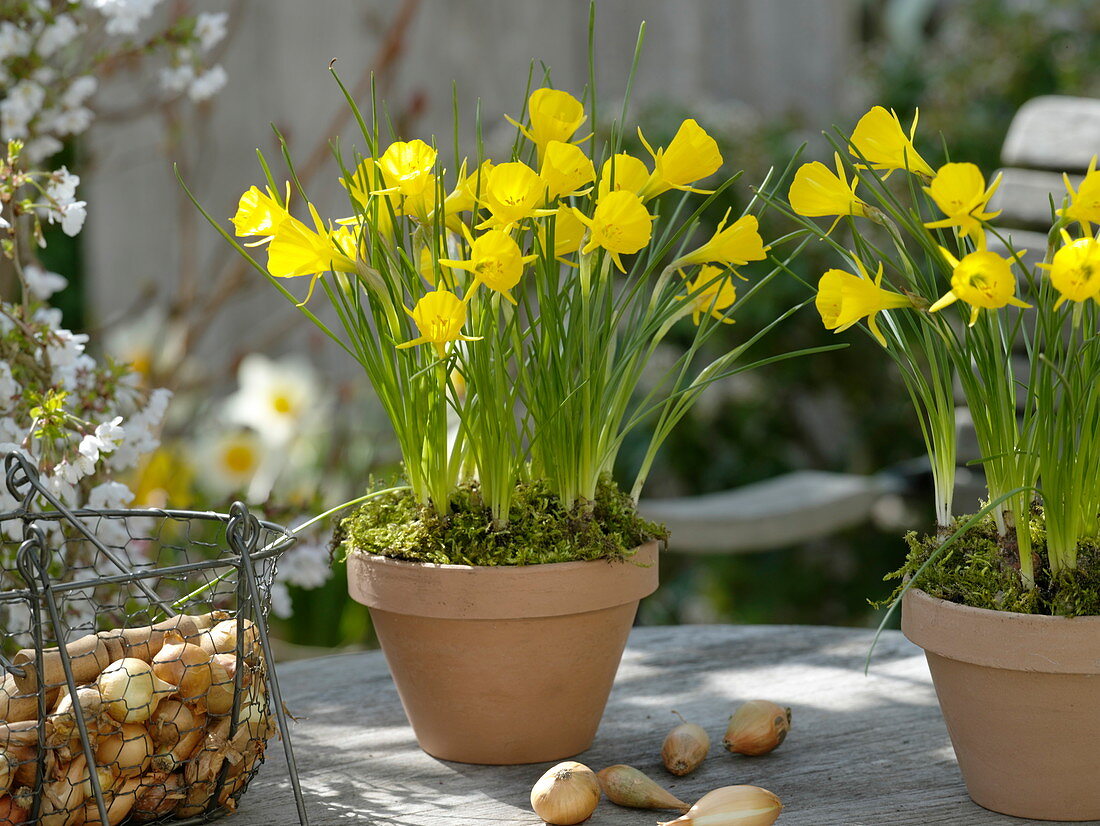 Narcissus bulbocodium 'Golden Bells' (hoop skirt narcissus, wild narcissus)