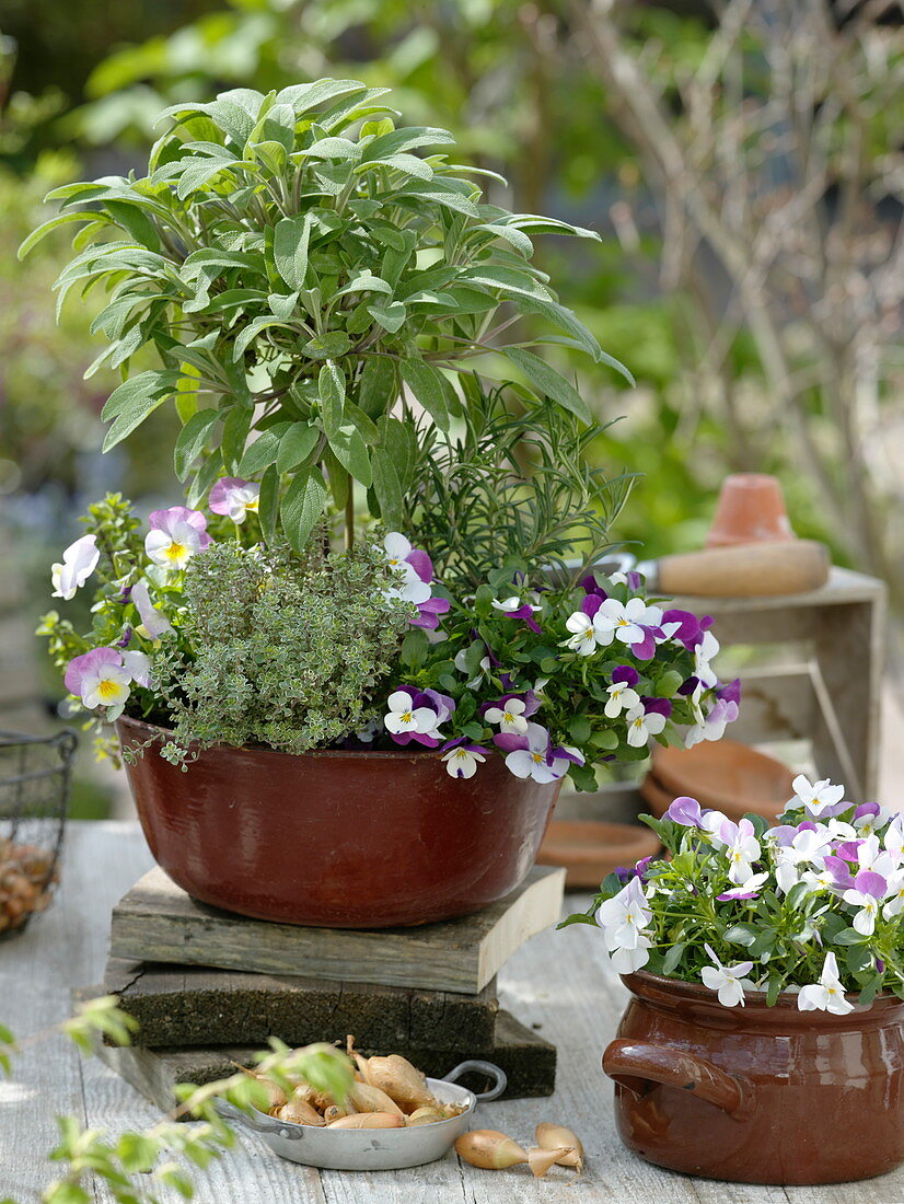 Herbs and edible flowers: sage stems (Salvia), lemon thyme