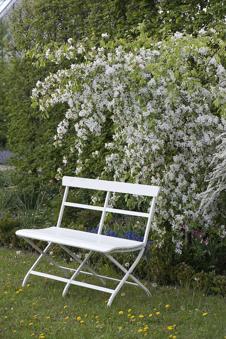 White bench in front of Spiraea arguta, Malus 'Red Jade'