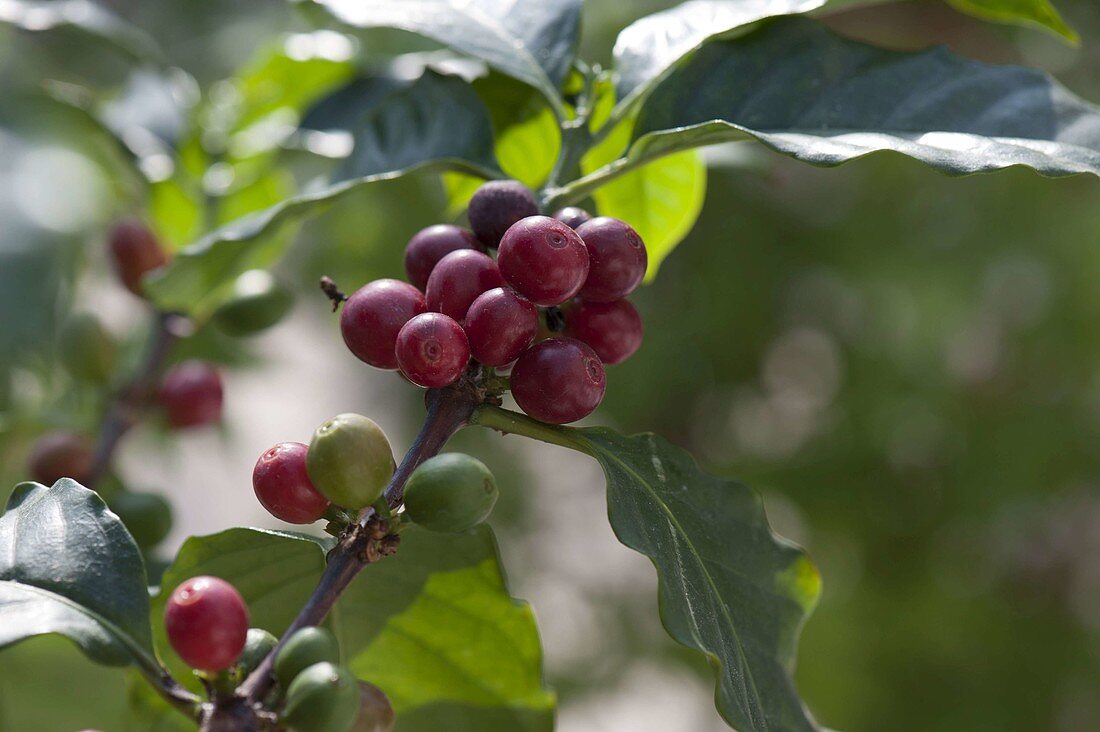Coffea arabica (coffee plant) with fruits