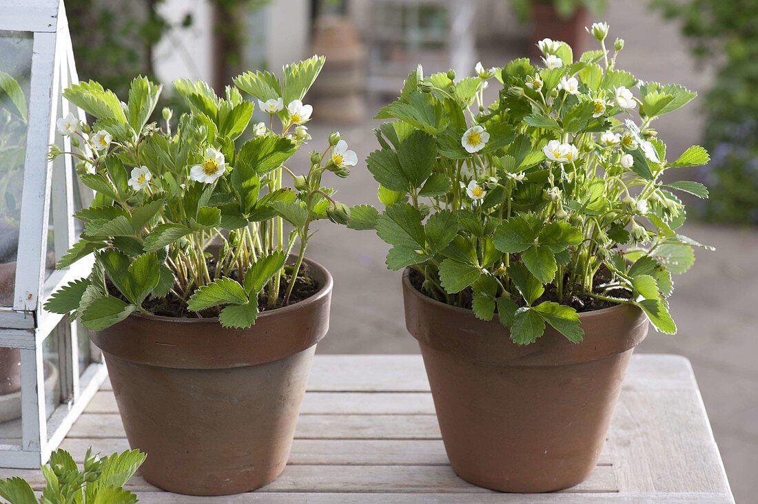 Strawberries 'Mara de Bois' (long strawberries) flowering in pots